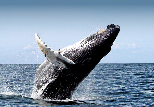 Iceland summer break with Golden Circle tour, Reykjavik Lights, Reykjavik – save 39%