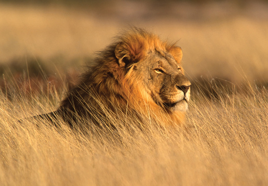 South Africa 'Walk to Freedom' tour, Cape Town, Johannesburg & Kruger National Park – save 30%